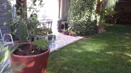 patricia lazo paisajista