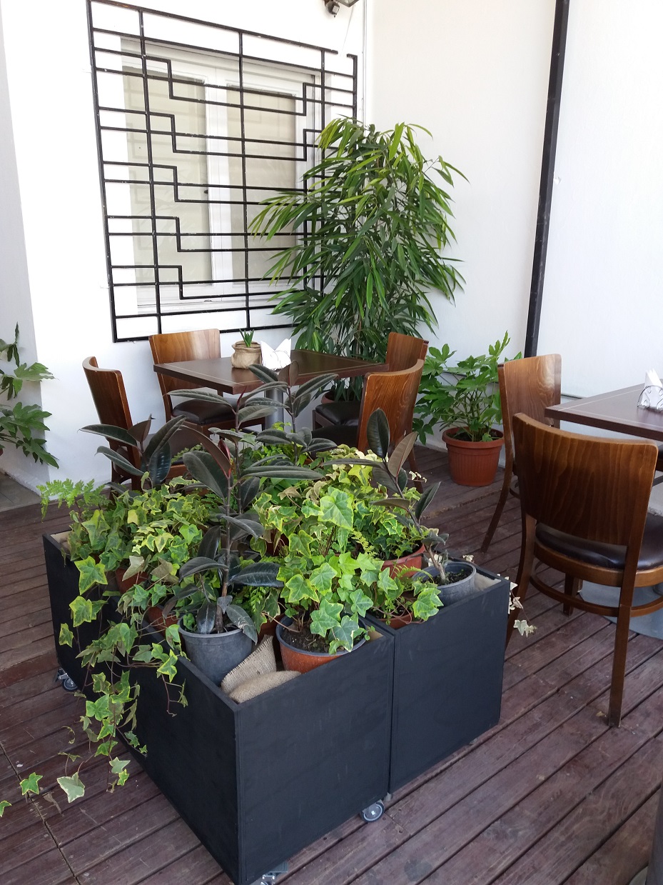 cafe_centro_plantas